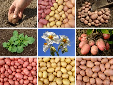 Potatoes collection clipart