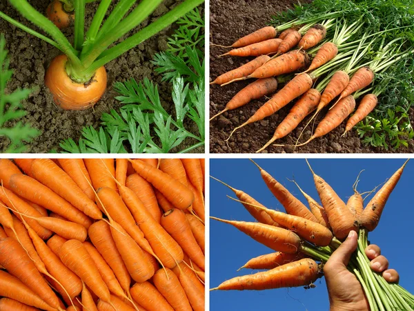 Bio-wortelen collage — Stockfoto