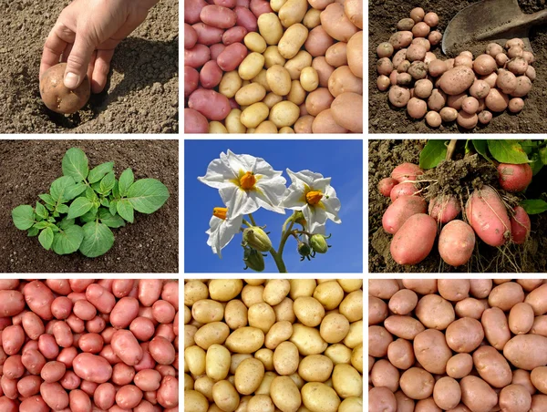 Aardappelen collectie — Stockfoto