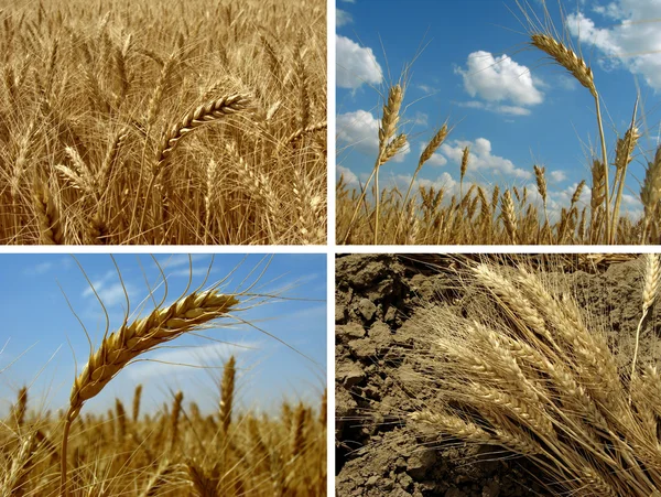 Buğday seti — Stok fotoğraf