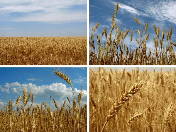 Wheat set — Stock Photo, Image
