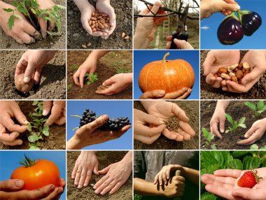 Farming collage clipart