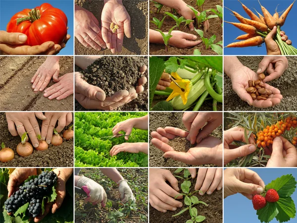 Farming collage — Stock Photo, Image