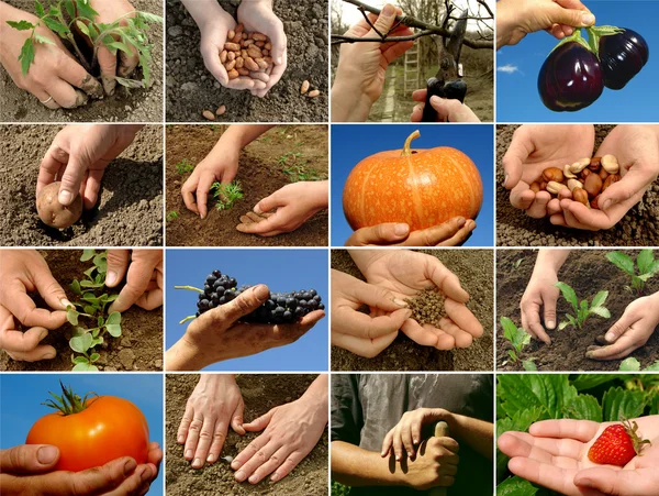 Collage de agricultura —  Fotos de Stock
