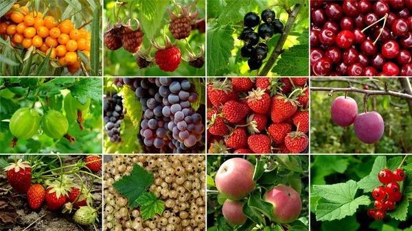 Recogida de frutas — Foto de Stock