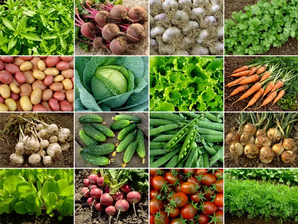 Vegetables and greens — Stock Photo, Image