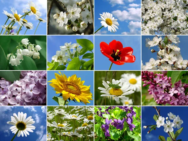 Коллаж цветов — стоковое фото