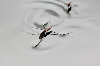 cucaracha. pasos de agua.