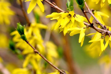 gele Lentebloemen. Forsythia.