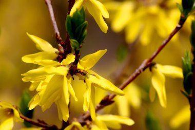 gele Lentebloemen. Forsythia.