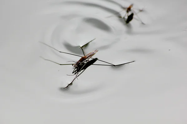 Water bug. water stappen. — Stockfoto