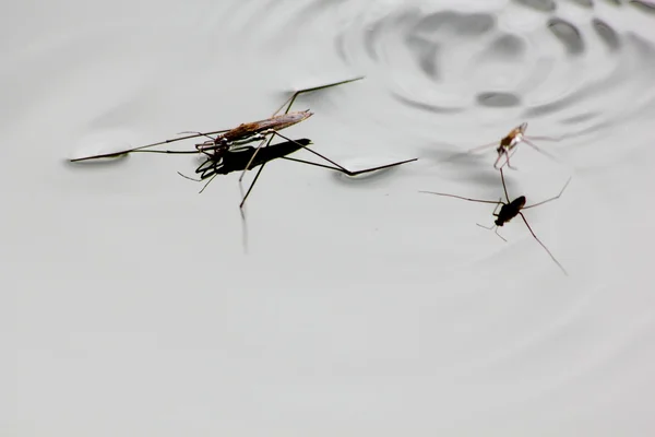 Un insecte. Les progrès de l'eau . — Photo