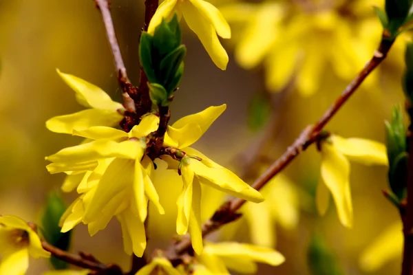 stock image Yellow spring flowers. Forsythia.