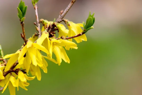 Żółte jare kwiecie. forsycja. — Zdjęcie stockowe