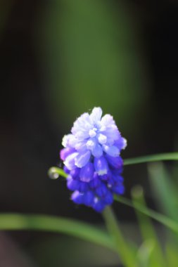 Mavi bahar çiçek. Muscari.