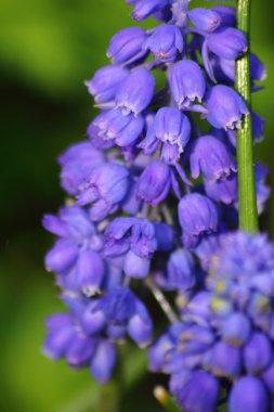 Mavi bahar çiçek. Muscari.