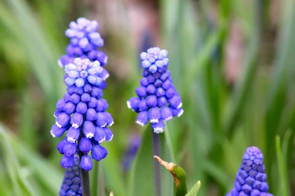 Mavi bahar çiçek. Muscari. — Stok fotoğraf