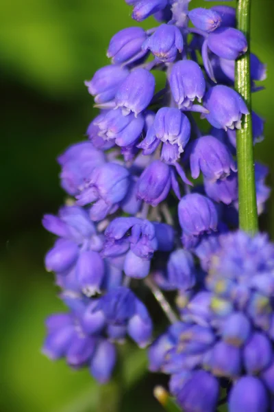 Blauwe voorjaar bloem. Muscari. — Stockfoto
