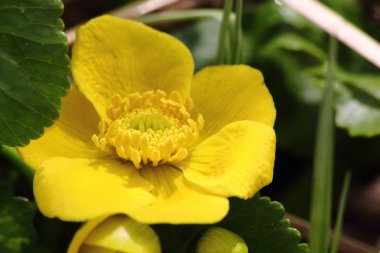 Sarı bahar çiçek. globeflower.