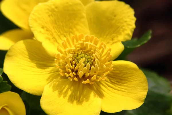 Žlutá Jarní květina. globeflower. — Stock fotografie