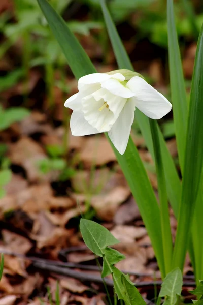 White spring flower. Narcissus. — Stock Photo, Image