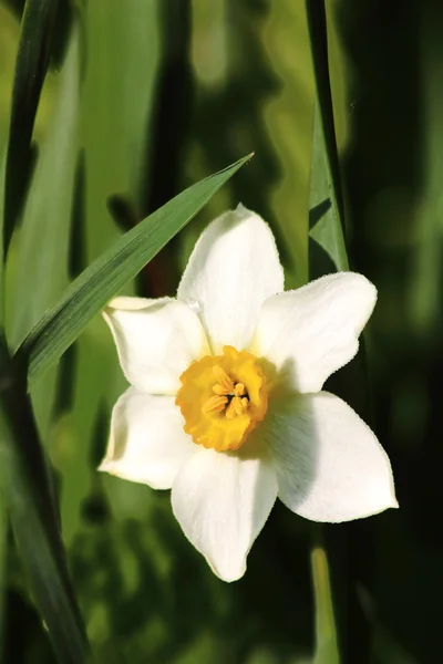 Fiore bianco di primavera. Narciso . — Foto Stock