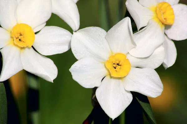 White spring flower. Narcissus. — Stock Photo, Image