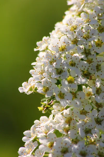 Spirea. witte voorjaar bloem. — Stockfoto