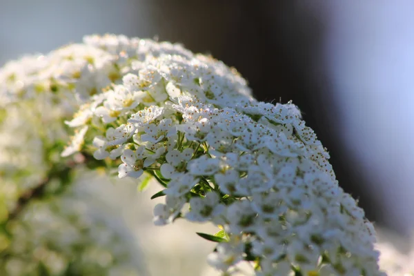 シモツケ。白い春の花. — ストック写真