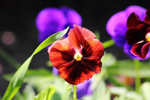 Sciocchezze. Un fiore coltivato . — Foto Stock