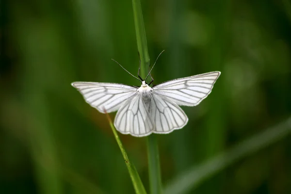 De vlinder. Wild flower. — Stockfoto