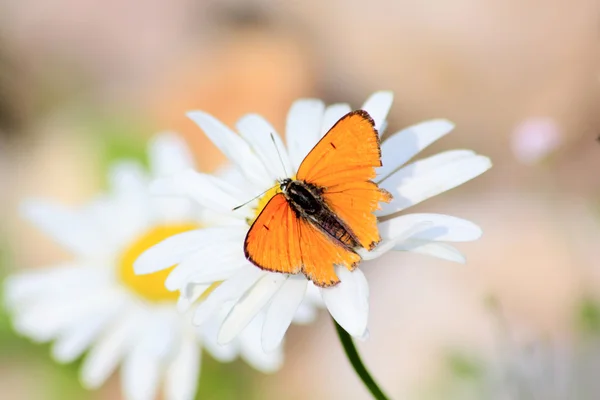 나비입니다. 와일드 플라워. — 스톡 사진