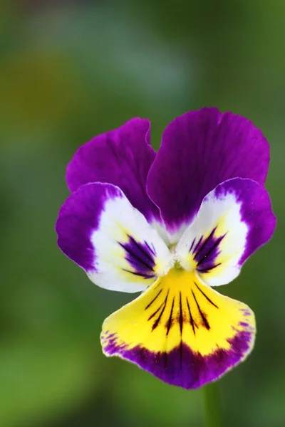 Stiefmütterchen. eine kultivierte Blume. — Stockfoto