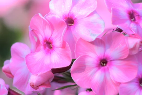 Phloxes. een gecultiveerde bloem. — Stockfoto