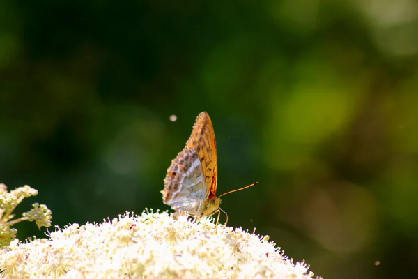 A borboleta. Flor selvagem . — Fotografia de Stock