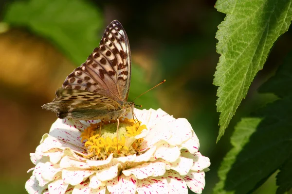 A borboleta. Flor selvagem . — Fotografia de Stock