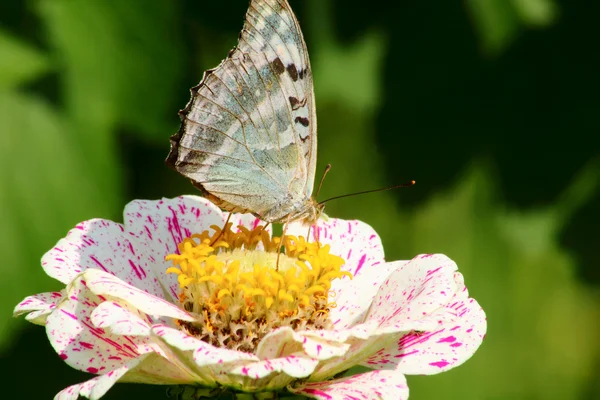 Der Schmetterling. Wildblume. — Stockfoto