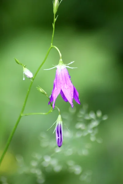 Fiordaliso. Un fiore di campo . — Foto Stock