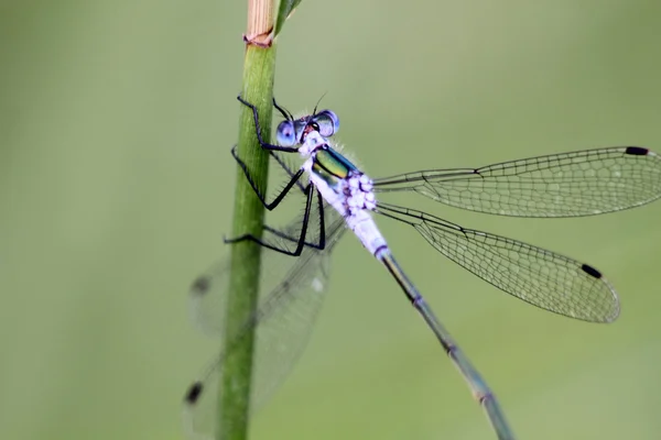 Dragonfly. — Stock Photo, Image