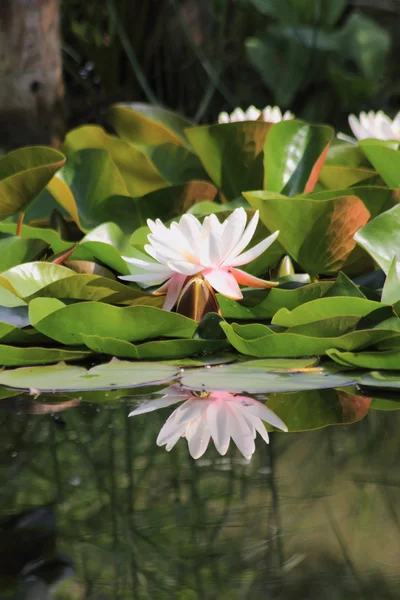 White waterlily. Water the flower. — Stock Photo, Image