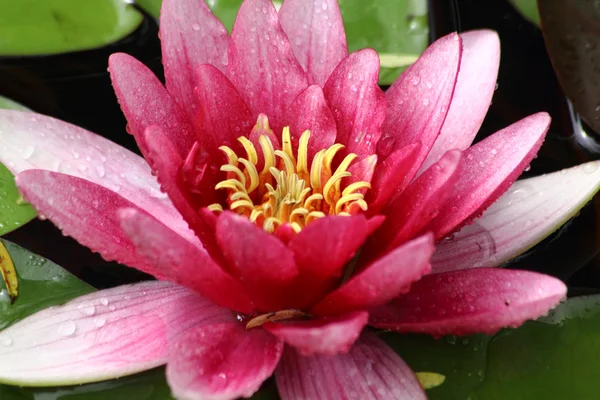 Red waterlily. Water flower. — Stock Photo, Image