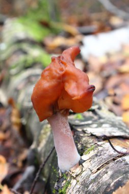 mantar. sonbahar gyromitra.