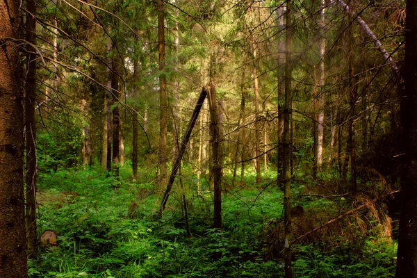 Dark forest. — Stock Photo, Image