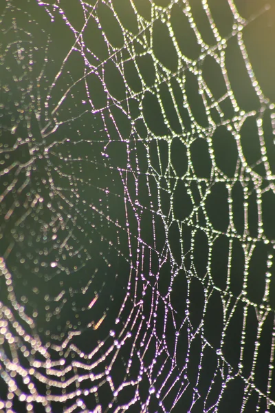 Web. Gotas . — Fotografia de Stock