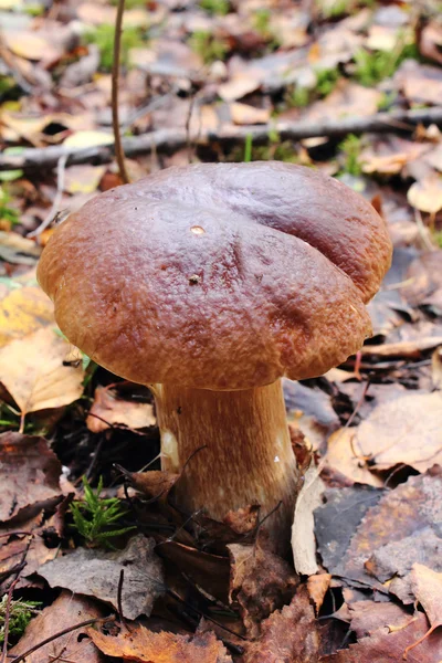 Mushroom. A cep. — Stock Photo, Image