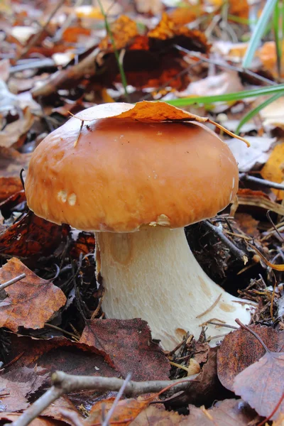 Гриб. Белые грибы . — стоковое фото