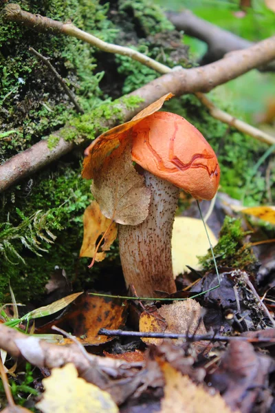 Um cogumelo de álamo . — Fotografia de Stock