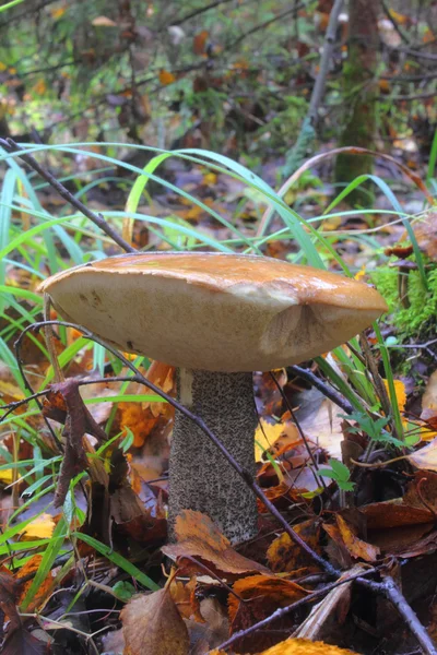 Um cogumelo de álamo . — Fotografia de Stock