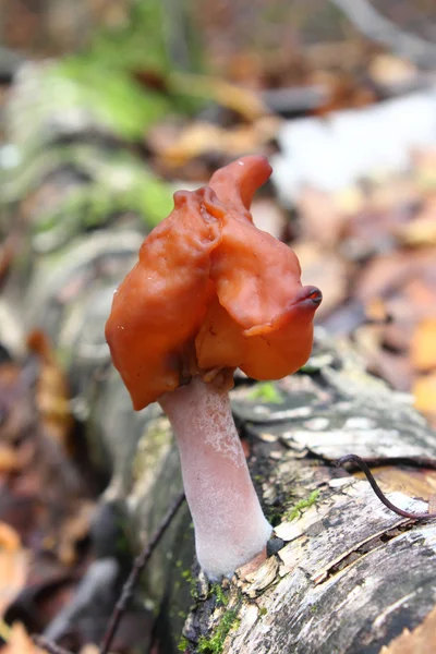 Cogumelo. Gyromitra de outono . — Fotografia de Stock