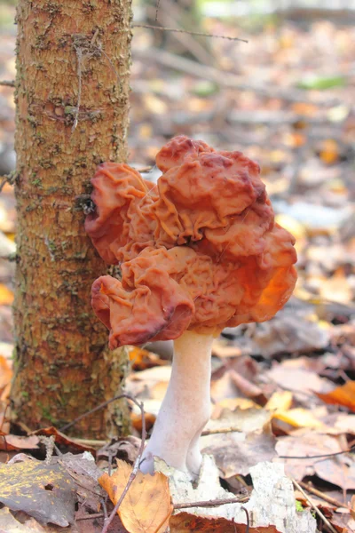 Pilz. Kreisel im Herbst. — Stockfoto